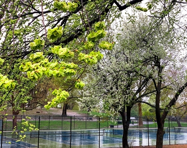 Cumberland Street/Fort Greene Park - Photo Thumbnail 11