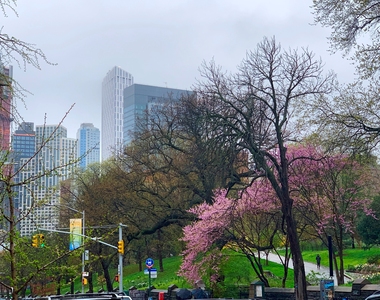 Cumberland Street/Fort Greene Park - Photo Thumbnail 10