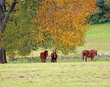 13 Bear Hill Road - Photo Thumbnail 24