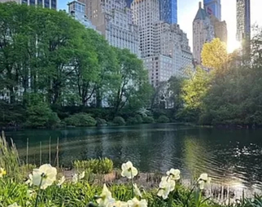 Central Park South  - Photo Thumbnail 5