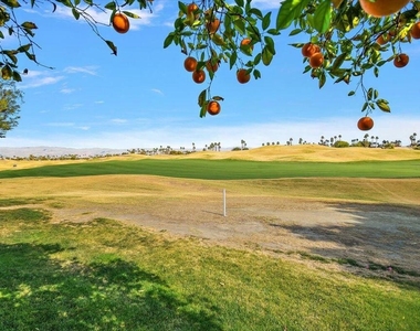 54838 Oak Tree - Photo Thumbnail 4