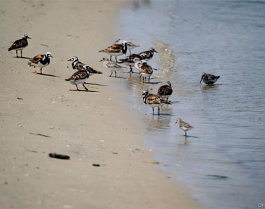 846 Dune Road - Photo Thumbnail 32