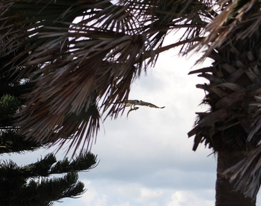2709 Casey Key Road - Photo Thumbnail 58