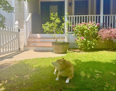 331 Richmond Avenue - Photo Thumbnail 45