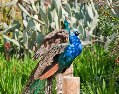 6057 Paseo Carreta - Photo Thumbnail 35