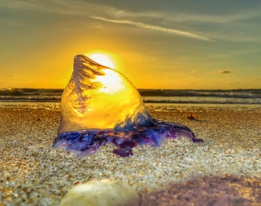 1012 N Ocean Boulevard - Photo Thumbnail 37