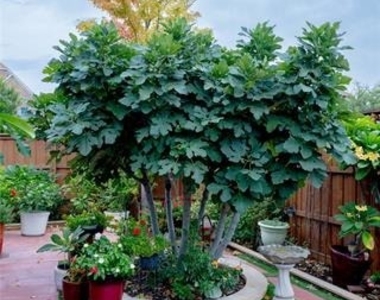 12339 Shumard Lane - Photo Thumbnail 26