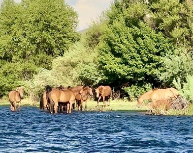 22433 E Cattle Drive - Photo Thumbnail 56