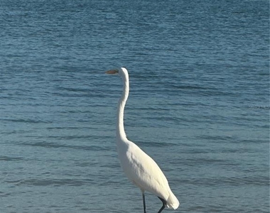 1250 Gulf Boulevard - Photo Thumbnail 8
