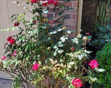 1219 Pecos Pass Drive - Photo Thumbnail 31