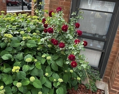 1614 N Harding Avenue - Photo Thumbnail 19