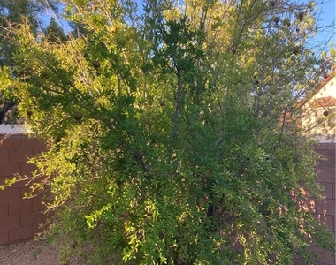 3432 Butterfly Bush Street - Photo Thumbnail 14