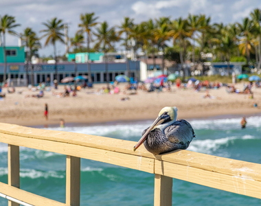 405 N Ocean Boulevard - Photo Thumbnail 60