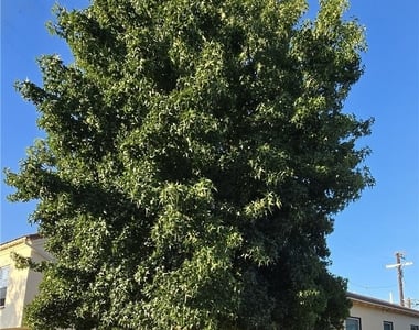 5724 California - Photo Thumbnail 14