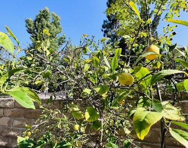937 Shadow Lake Drive - Photo Thumbnail 31