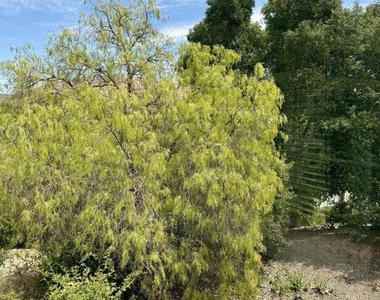 365 Bellflower Dr - Photo Thumbnail 24