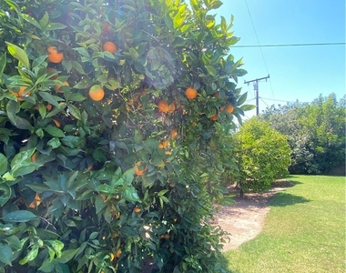 700 E Orangewood - Photo Thumbnail 14
