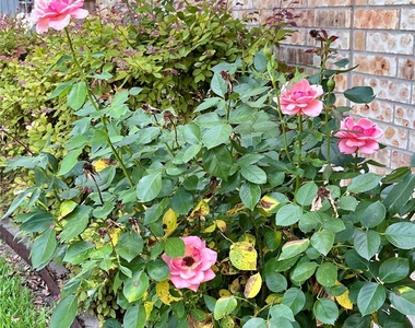1623 Anna Lee Dr - Photo Thumbnail 33
