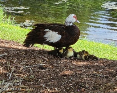 12700 Bartram Park Boulevard - Photo Thumbnail 29