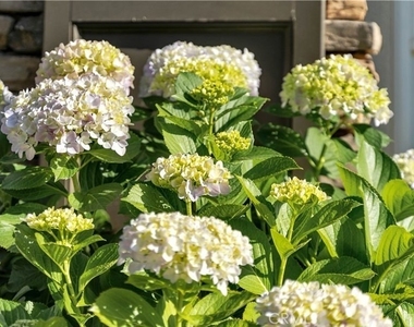 12 Merriweather Place - Photo Thumbnail 42