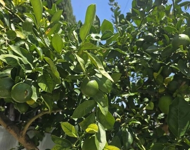 1445 N Mariposa Avenue - Photo Thumbnail 7