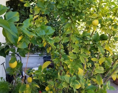 5920 Carell - Photo Thumbnail 18
