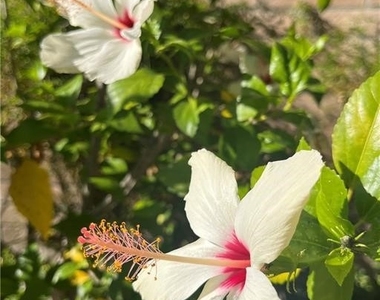 21821 Burbank Boulevard - Photo Thumbnail 37