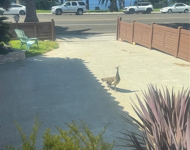 1106 W Paseo Del Mar - Photo Thumbnail 27