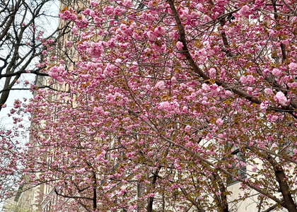 1160 5th Avenue, New York, NY  - Photo 1