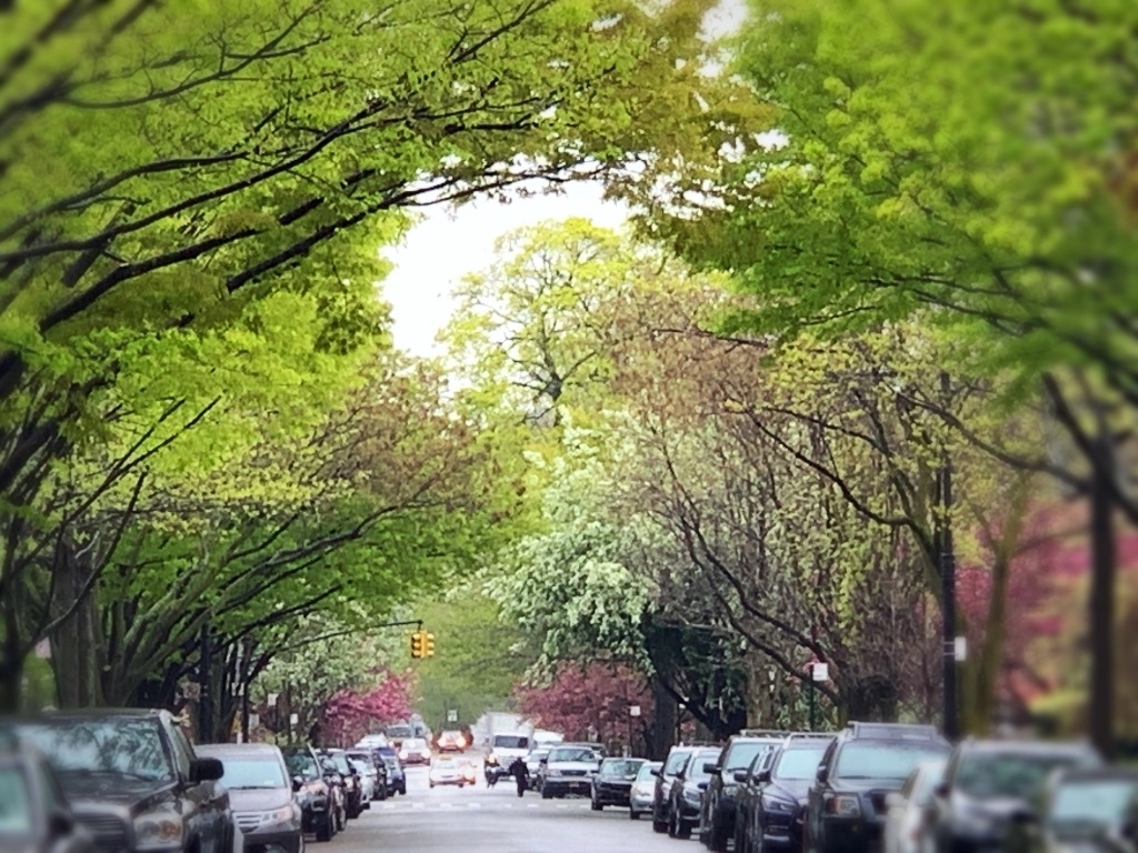 DITMAS PARK - Photo 3