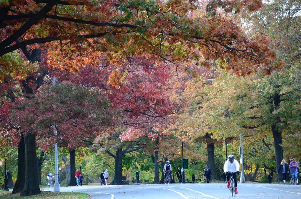 Cortelyou Rd/Ditmas Park - Photo 11