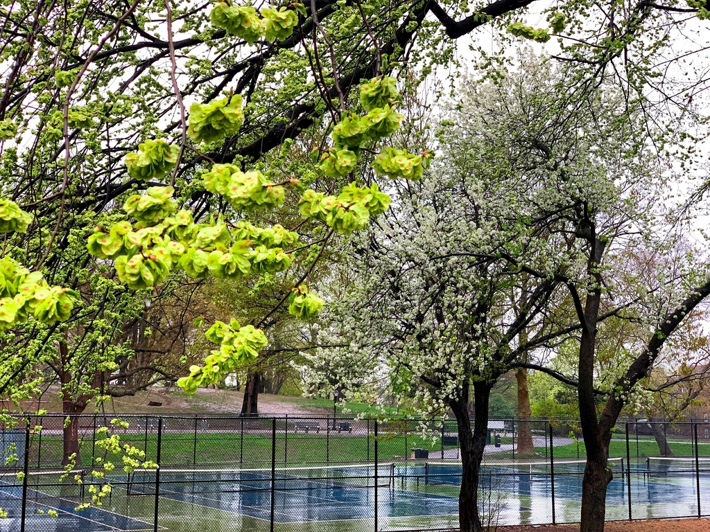 Cumberland Street/Fort Greene Park - Photo 11