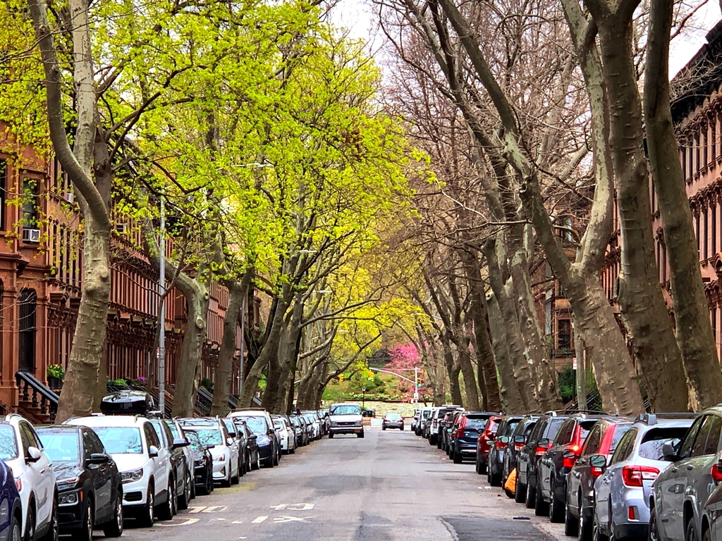 Cumberland Street/Fort Greene Park - Photo 9