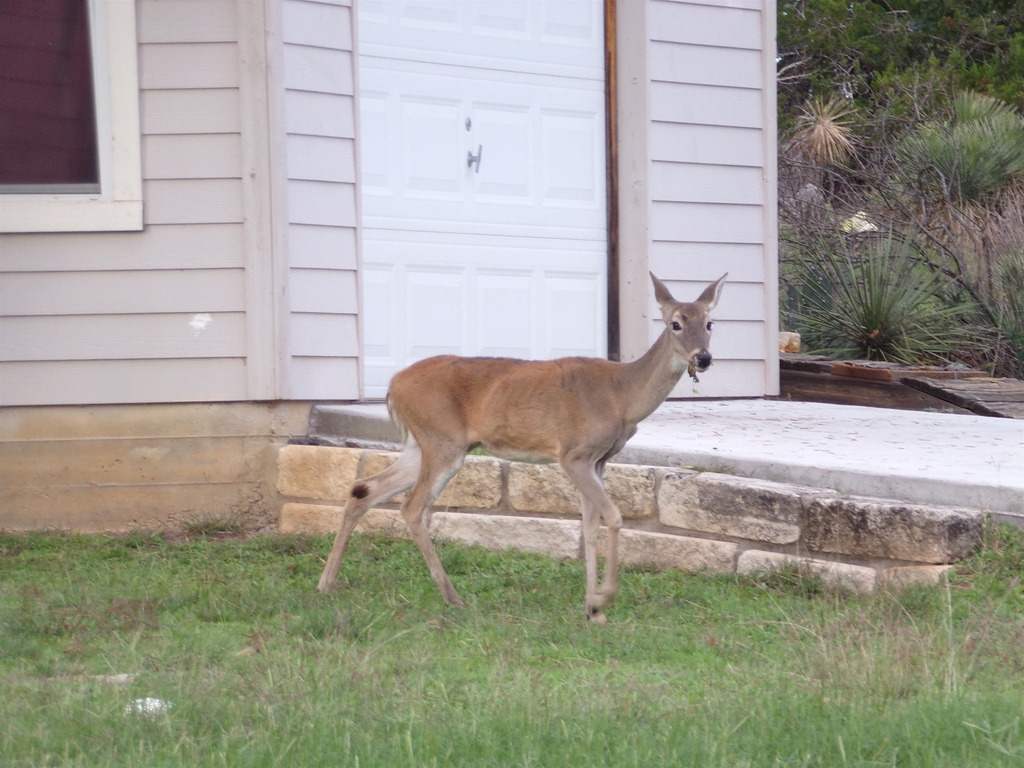 204 W Greencastle - Photo 12