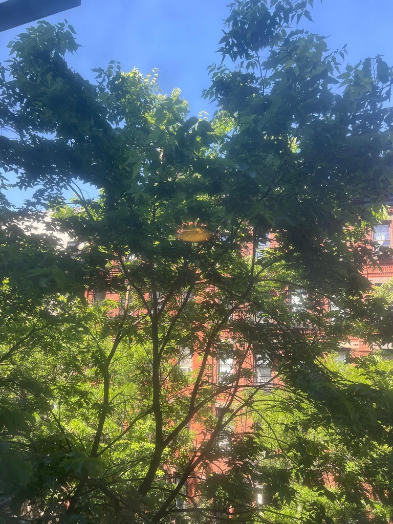 East 81st Street - Photo 5