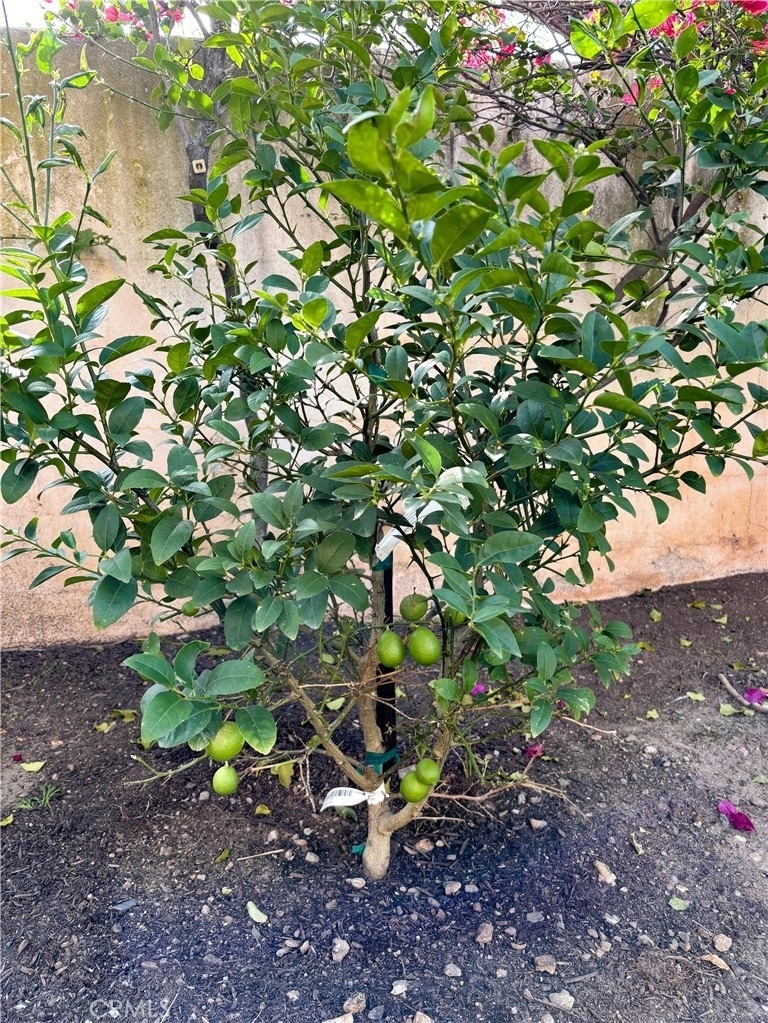 45 Desert Thorn - Photo 32