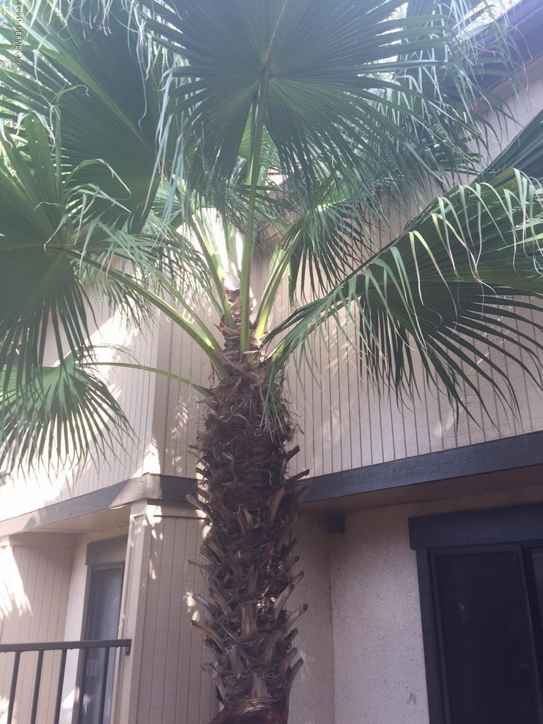 7703 Las Palmas Way - Photo 5
