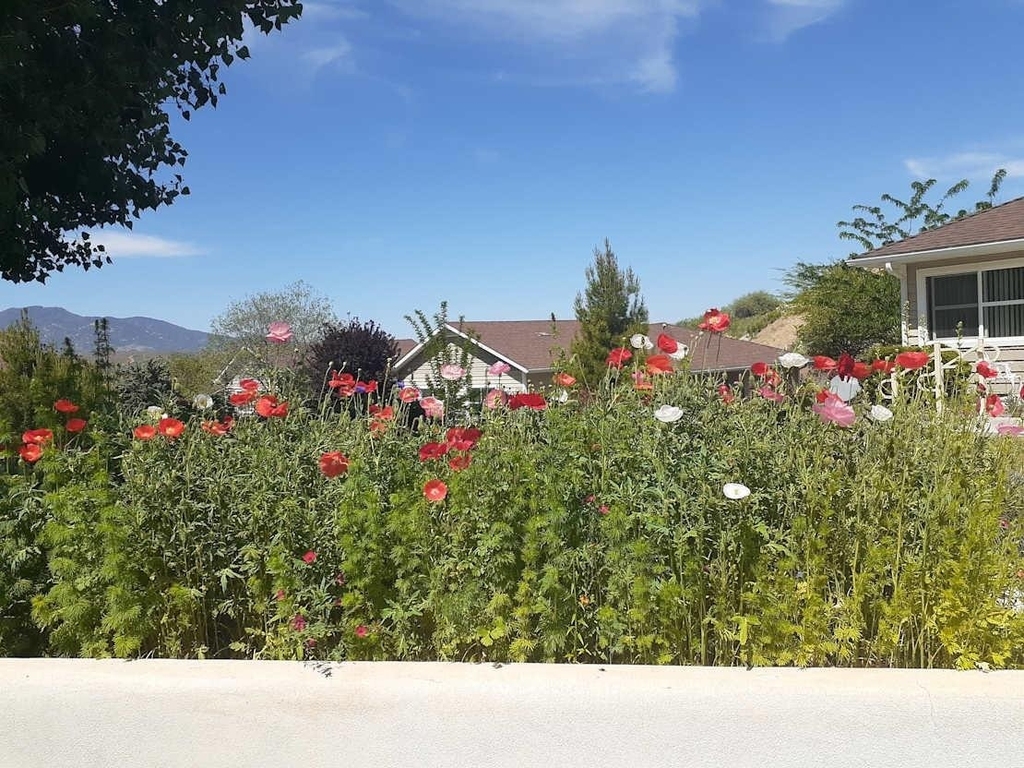 1039 E Saguaro Dr - Photo 8