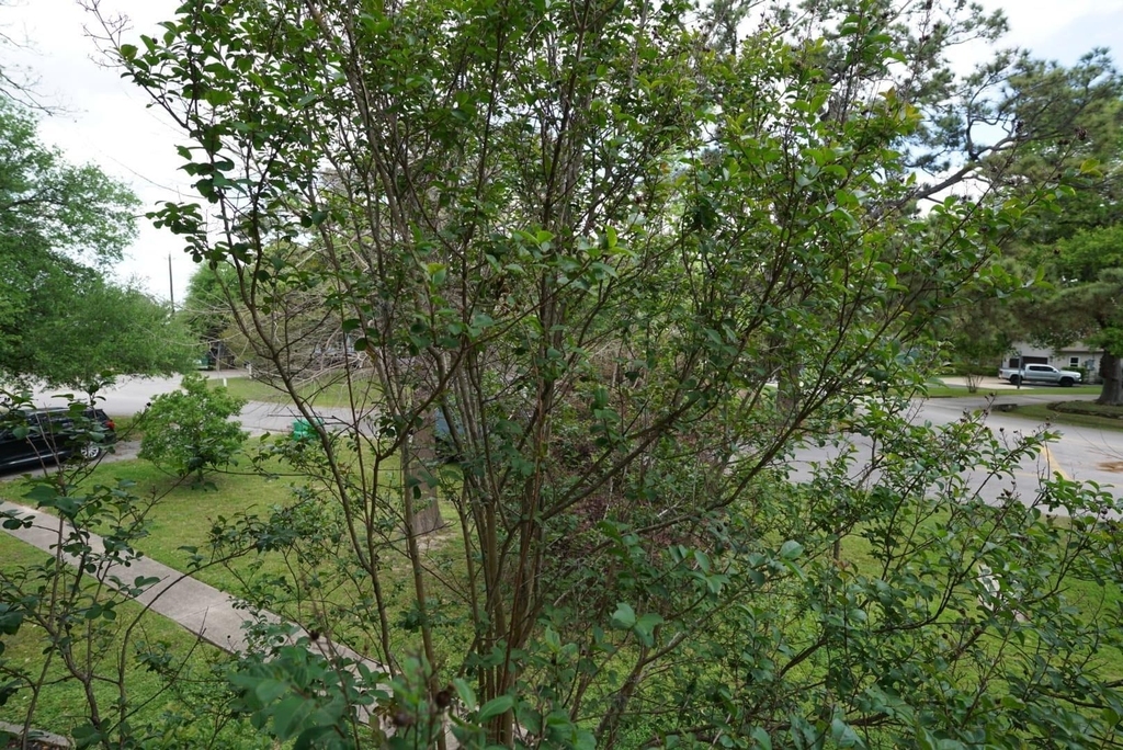 3309 Lawrence Street - Photo 12