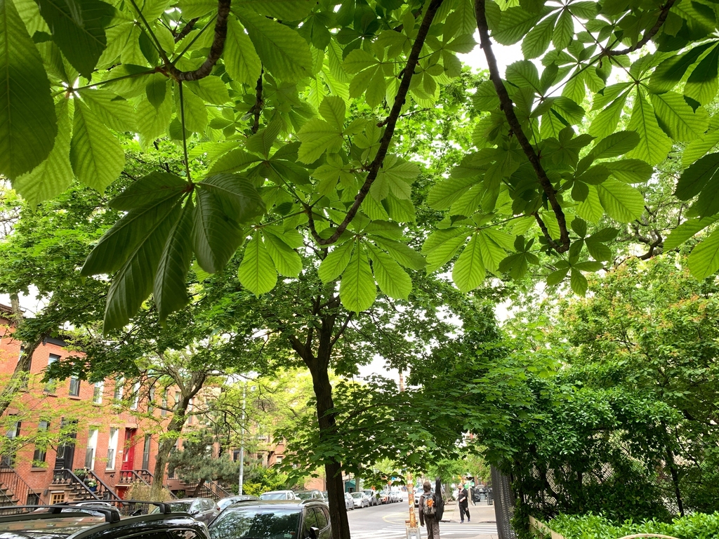 South Park Slope/Greenwood Heights border - Photo 9