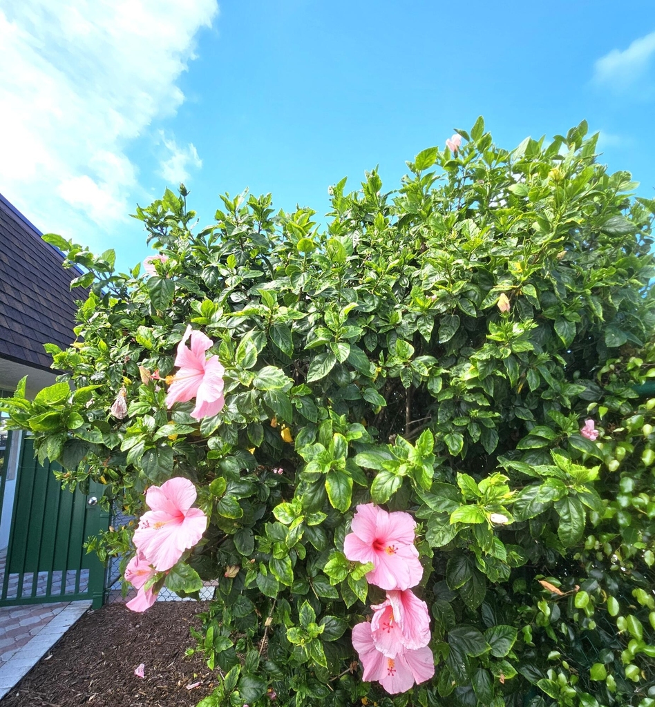 1141 Violet Terrace - Photo 32