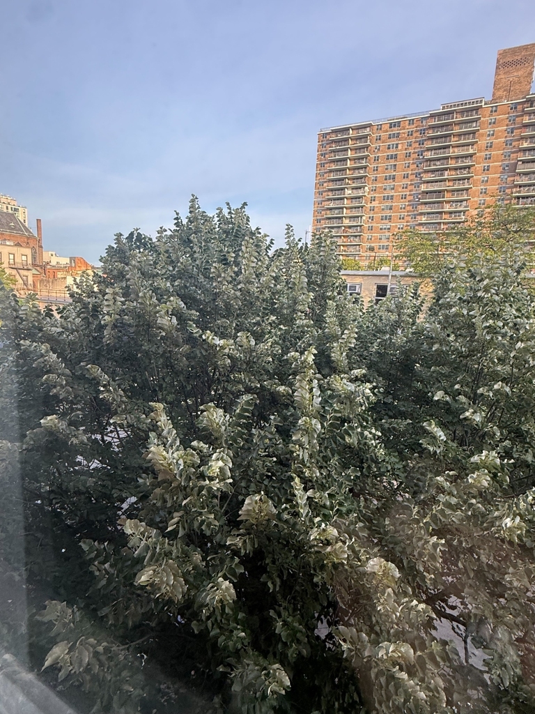 Montrose Avenue, Brooklyn - Photo 5