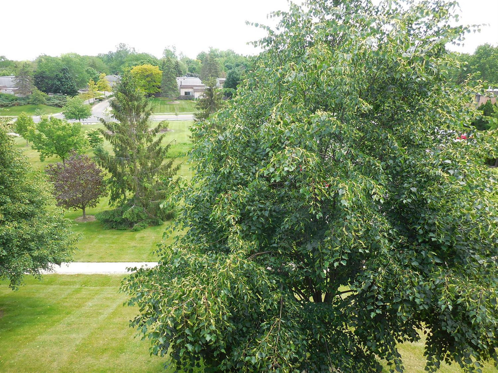 2116 Pauline Boulevard - Photo 9