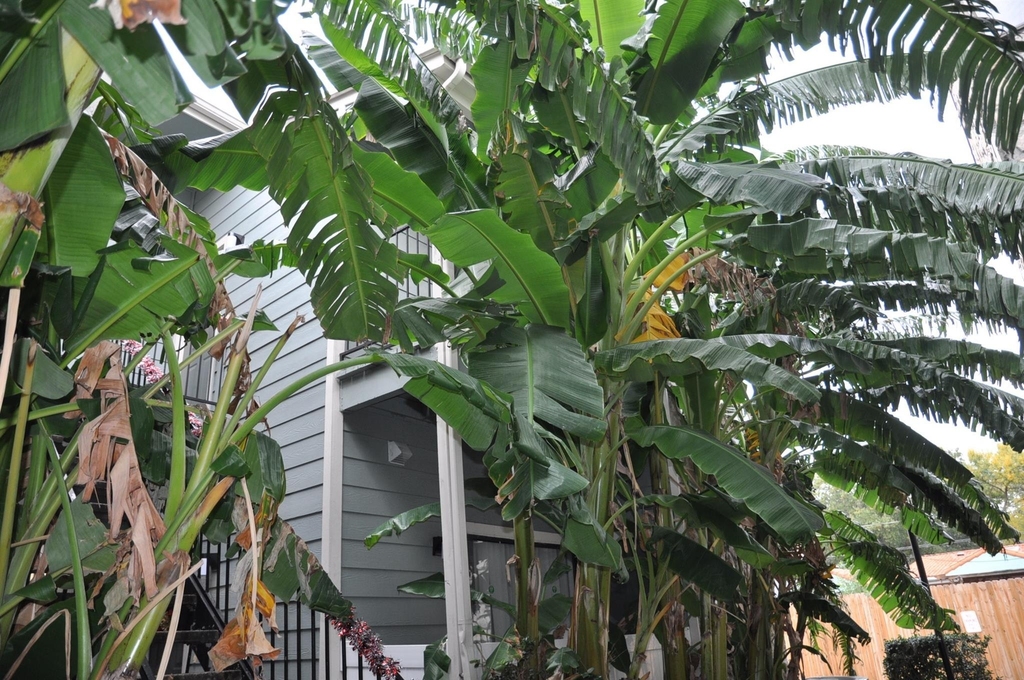 3754 Tanglewilde Street - Photo 1