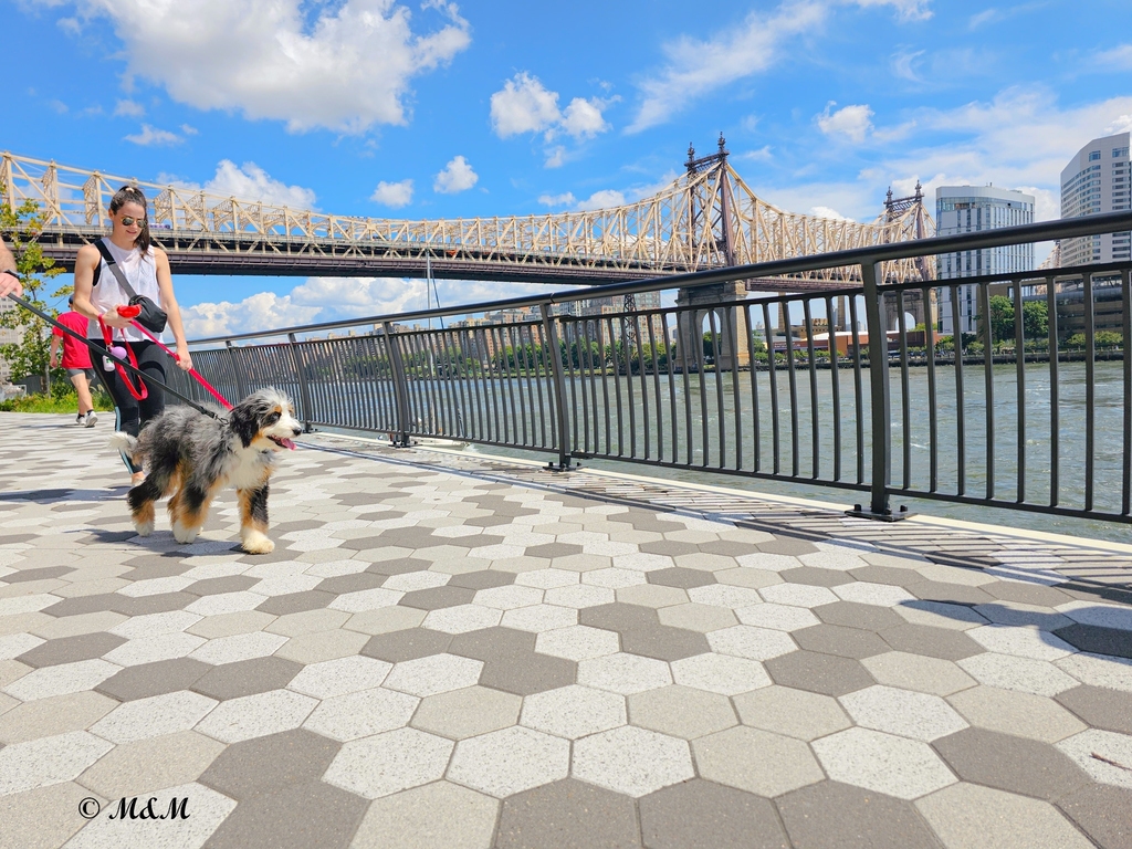 East 58th Street - Photo 4
