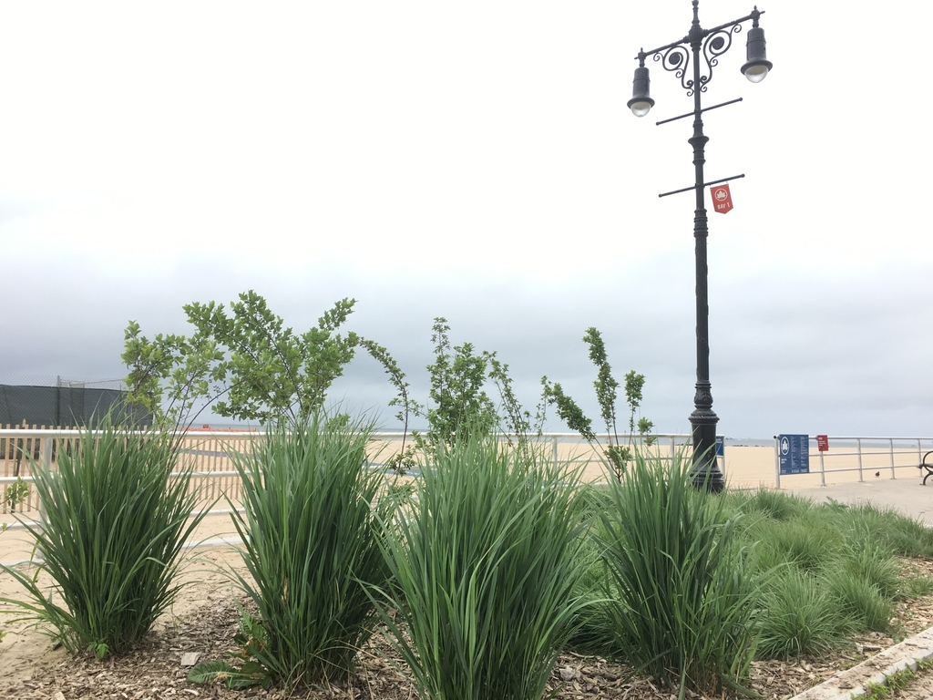 Brighton Beach near Beachfront - Photo 12
