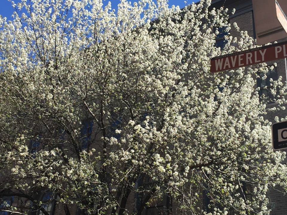 161 W 10th Street - Photo 20